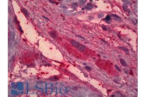 ABIN768658 (5µg/ml) staining of paraffin embedded Human Testis.