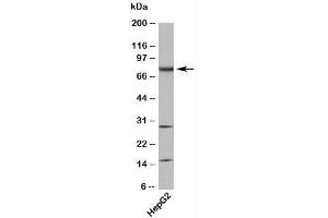 Western blot testing of human samples with TAB3 antibody at 4ug/ml. (TAB3 anticorps  (N-Term))