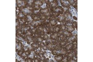 Immunohistochemical staining of human pancreas with CLPTM1L polyclonal antibody  shows strong cytoplasmic positivity in exocrine glandular cells. (CLPTM1L anticorps)