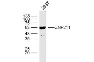 Human 293T cells probed with ZNF211 Polyclonal Antibody, unconjugated  at 1:300 overnight at 4°C followed by a conjugated secondary antibody at 1:10000 for 90 minutes at 37°C. (ZNF211 anticorps  (AA 51-160))