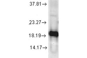 Western blot analysis of Human Cell line lysates showing detection of SOD1 protein using Rabbit Anti-SOD1 Polyclonal Antibody . (SOD1 anticorps  (Atto 390))
