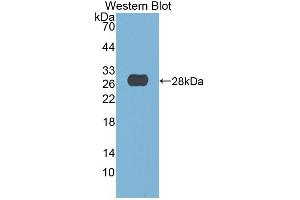Figure. (DNASE1 anticorps  (Biotin))