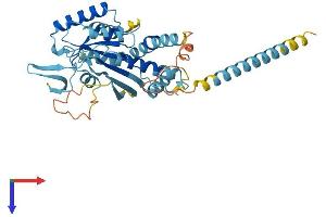AlphaFold protein structure predicition of Mouse Recombinant Septin1 Protein, UniprotID P42209