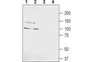 Western blot analysis of rat hippocampus lysate (lanes 1 and 3) and rat brain lysate (lanes 2 and 4): - 1,2. (GRIK5 anticorps  (Extracellular, N-Term))