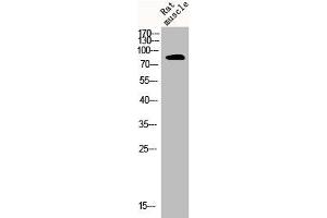 Western Blot analysis of RAT-MUSLE cells using CLC-4 Polyclonal Antibody