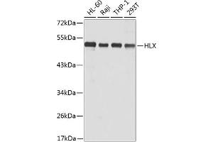 Western blot analysis of extracts of various cell lines, using HLX antibody (ABIN6131788, ABIN6141853, ABIN6141855 and ABIN6223309) at 1:1000 dilution. (HLX anticorps  (AA 80-280))