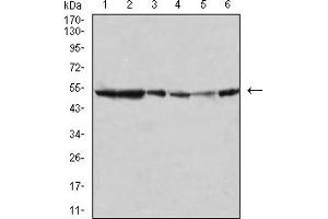 Western Blotting (WB) image for anti-Mitogen-Activated Protein Kinase 10 (MAPK10) (AA 180-329) antibody (ABIN5895586) (MAPK10 anticorps  (AA 180-329))