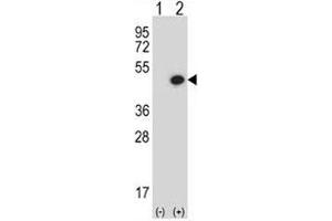 Western blot analysis of BMP7 antibody and 293 cell lysate either nontransfected (Lane 1) or transiently transfected (2) with the BMP7 gene. (BMP7 anticorps  (AA 280-309))