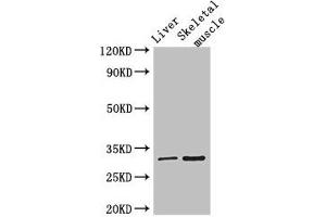 Western Blot Positive WB detected in: Mouse liver tissue, Mouse skeletal muscle tissue All lanes: RSPH9 antibody at 3 μg/mL Secondary Goat polyclonal to rabbit IgG at 1/50000 dilution Predicted band size: 32, 35 kDa Observed band size: 32 kDa (RSPH9 anticorps  (AA 62-171))