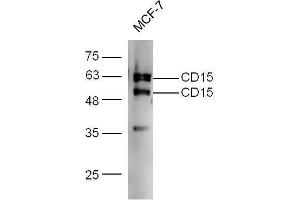 MCF-7 probed with Rabbit Anti-CD15/Fut4/SSEA-1 Polyclonal Antibody  at 1:5000 for 90 min at 37˚C. (CD15 anticorps  (AA 251-295))