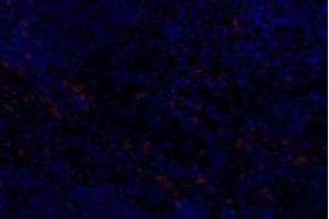 Immunofluorescent analysis of paraformaldehyde-fixed rat spleen using,Slc6a6 (ABIN7075842) at dilution of 1: 600