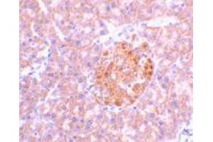 Immunohistochemistry of IL23A in mouse pancreas tissue with IL23A polyclonal antibody  at 2 ug/mL . (IL23A anticorps  (N-Term))