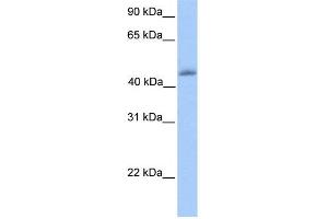 WB Suggested Anti-KLF4 Antibody Titration:  0. (KLF4 anticorps  (C-Term))