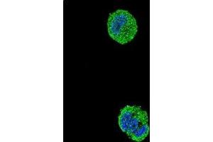 Confocal immunofluorescent analysis of ETS1 Antibody (N-term) Cat. (ETS1 anticorps  (N-Term))