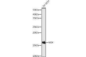 Western blot analysis of extracts of SH-SY5Y cells, using MDK antibody (ABIN3020790, ABIN3020791, ABIN3020792 and ABIN6213725) at 1:500 dilution. (Midkine anticorps  (AA 21-143))