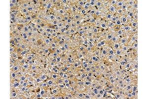 ABIN7096974 and ABIN7101041 at 1/100 staining mouse liver tissue by IHC-P.