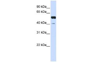 WB Suggested Anti-ZNF703 Antibody Titration:  0. (ZNF703 anticorps  (C-Term))