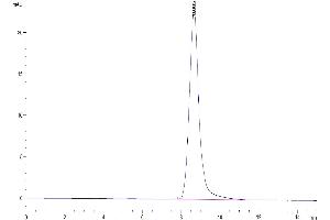 The purity of Human CD52 is greater than 95 % as determined by SEC-HPLC. (CD52 Protein (CD52) (AA 25-36) (Fc Tag))