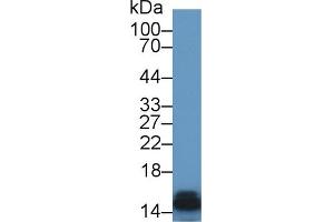 Western Blot; Sample: Rat Kidney lysate; Primary Ab: 1µg/ml Rabbit Anti-Rat FABP3 Antibody Second Ab: 0. (FABP3 anticorps  (AA 1-133))
