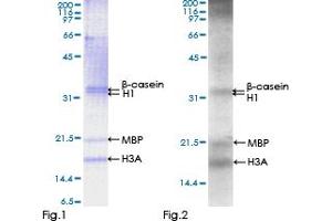 Western Blotting (WB) image for serine/threonine Kinase 25 (STK25) (AA 1-426) protein (GST tag) (ABIN1321671)