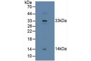 Detection of RLN2 in Human Placenta Tissue using Polyclonal Antibody to Relaxin 2 (RLN2) (Relaxin 2 anticorps  (AA 1-185))