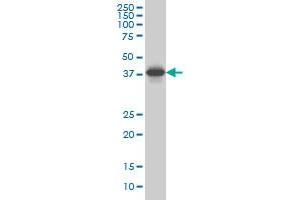 SPP1 monoclonal antibody (M10), clone 4F2 Western Blot analysis of SPP1 expression in Hela S3 NE .