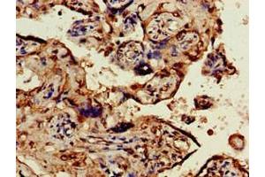 Immunohistochemistry of paraffin-embedded human placenta tissue using ABIN7162119 at dilution of 1:100