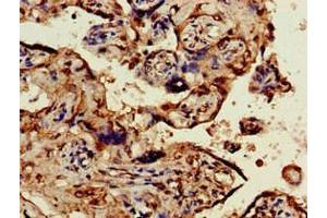 Immunohistochemistry of paraffin-embedded human placenta tissue using ABIN7162119 at dilution of 1:100 (Obscurin-Like 1 (OBSL1) (AA 1-61) anticorps)