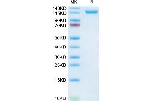 Human VLDLR on Tris-Bis PAGE under reduced condition.