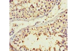 Immunohistochemistry of paraffin-embedded human testis tissue using ABIN7145392 at dilution of 1:100 (B4GALT3 anticorps  (AA 34-393))