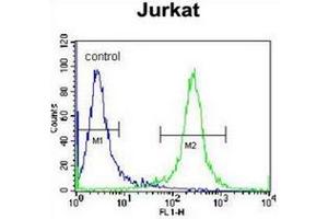 Flow cytometric analysis of Jurkat cells using PDE3B Antibody (Center) Cat. (PDE3B anticorps  (Middle Region))