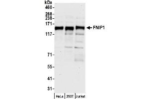 Western Blotting (WB) image for anti-Folliculin Interacting Protein 1 (FNIP1) (AA 775-825) antibody (ABIN7452608)