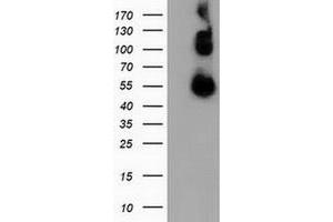 Western Blotting (WB) image for anti-Calcium Binding and Coiled-Coil Domain 2 (CALCOCO2) antibody (ABIN1497077) (CALCOCO2 anticorps)