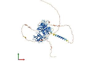 AlphaFold protein structure predicition of Human Recombinant TMPRSS13 Protein, UniprotID Q9BYE2