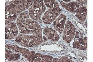 Image no. 2 for anti-Aminoacylase 1 (ACY1) antibody (ABIN1496455) (Aminoacylase 1 anticorps)