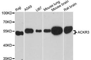 Western blot analysis of extracts of various cell lines, using ACKR3 antibody (ABIN6291935) at 1:3000 dilution. (CXCR7 anticorps)