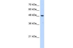WB Suggested Anti-ERGIC3 Antibody Titration:  0. (ERGIC3 anticorps  (C-Term))