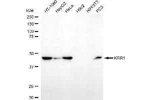 Western blotting analysis using KRR1 antibody (ABIN7799214). (KRR1 anticorps)