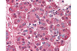 Anti-SKI antibody IHC of human pancreas. (SKI anticorps  (N-Term))