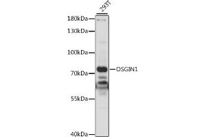 Western blot analysis of extracts of 293T cells, using OSGIN1 antibody (ABIN7269131) at 1:1000 dilution. (OSGIN1 anticorps  (AA 1-200))