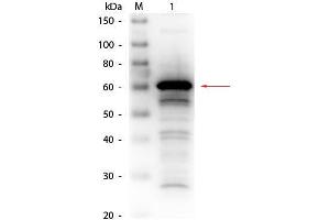 Western Blot of Rabbit anti-Human Serum Albumin Antibody Biotin Conjugated.