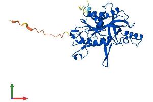 AlphaFold protein structure predicition of Human Recombinant UPP2 Protein, UniprotID O95045