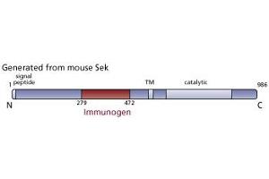 Image no. 3 for anti-EPH Receptor A4 (EPHA4) (AA 279-472) antibody (ABIN967994) (EPH Receptor A4 anticorps  (AA 279-472))