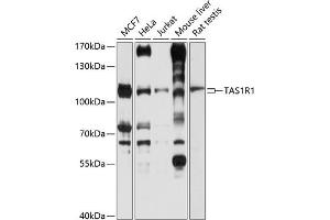 Western blot analysis of extracts of various cell lines, using TR1 antibody (ABIN6127936, ABIN6148862, ABIN6148863 and ABIN6214310) at 1:1000 dilution. (TAS1R1 anticorps  (AA 330-567))