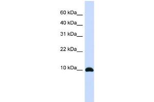WB Suggested Anti-ID1 Antibody Titration:  0. (ID1 anticorps  (Middle Region))