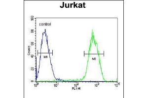 Flow cytometric analysis of Jurkat cells (right histogram) compared to a negative control cell (left histogram). (Protocadherin gamma Subfamily C, 3 (PCDHGC3) (AA 511-539) anticorps)