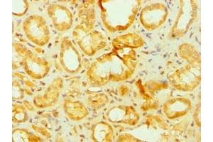 Immunohistochemistry of paraffin-embedded human kidney tissue using ABIN7144051 at dilution of 1:100
