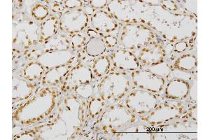 Immunoperoxidase of monoclonal antibody to NCOA4 on formalin-fixed paraffin-embedded human kidney. (NCOA4 anticorps  (AA 505-614))