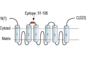 anti-Solute Carrier Family 25 (Mitochondrial Carrier: Glutamate), Member 22 (SLC25A22) (AA 91-106), (Intracellular), (Loop 1) antibody