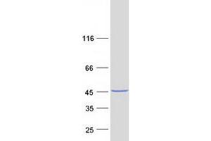 Validation with Western Blot